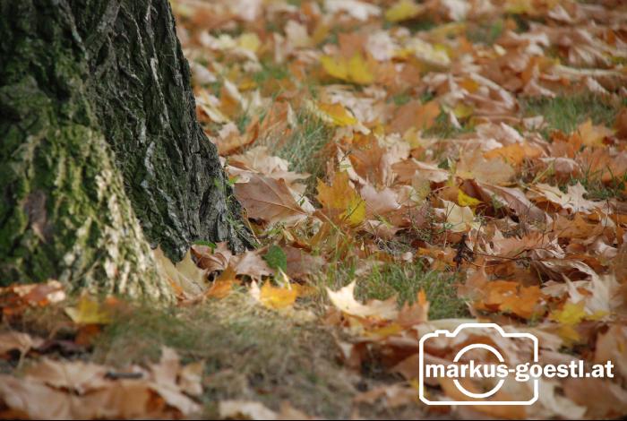 Herbststimmung