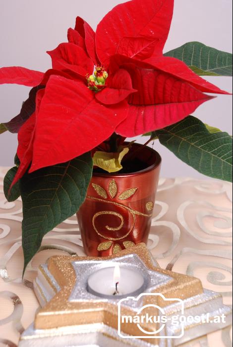 Weihnachtsstern1