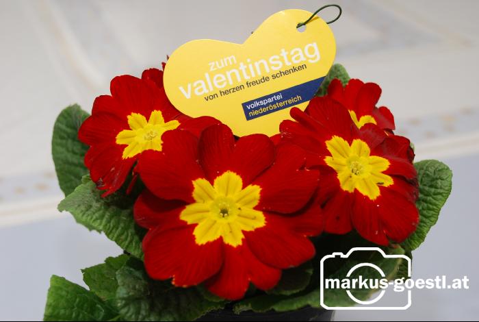 VP_Valentinstag4
