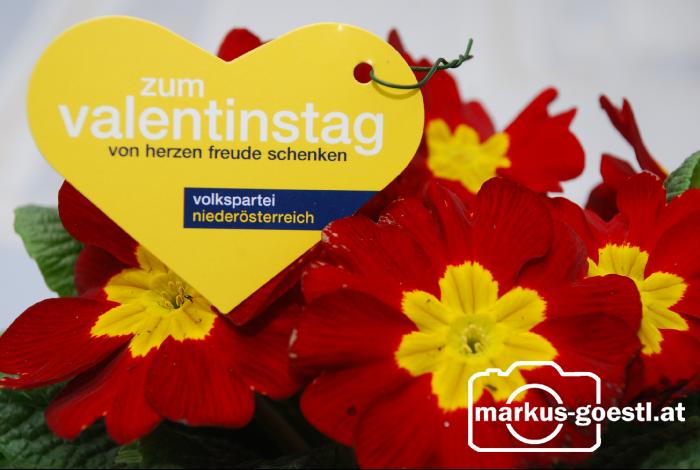 VP_Valentinstag2