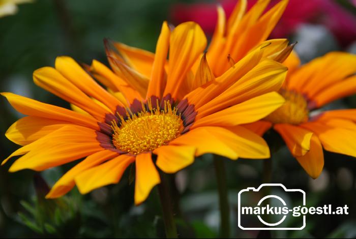 Blume5