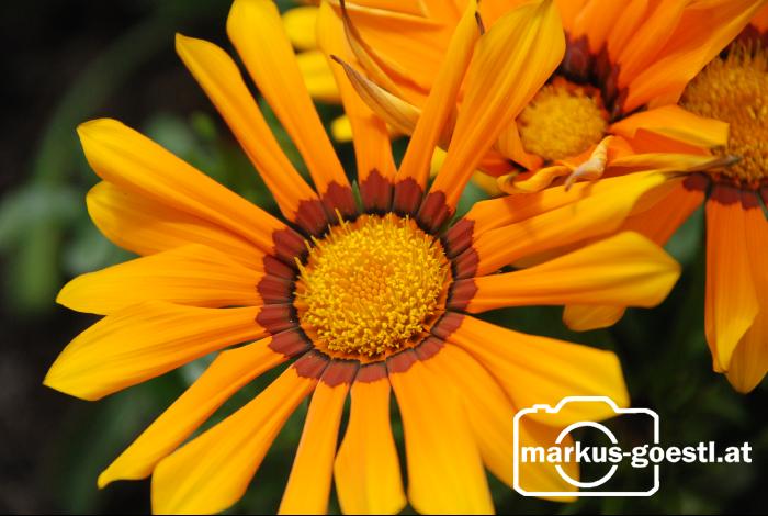 Blume1