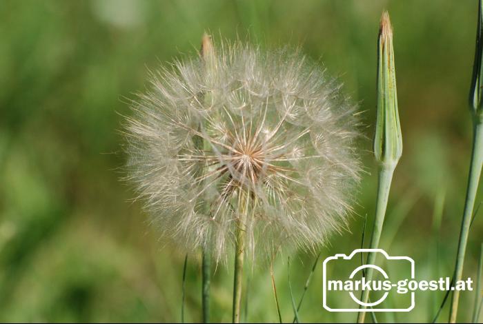 Blume1