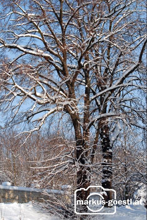 Baum_Winter3