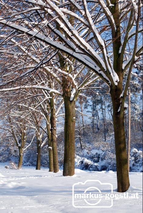 Baum_Winter2