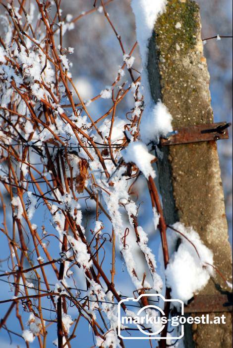 Weingarten_Winter9