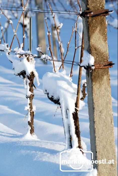 Weingarten_Winter8