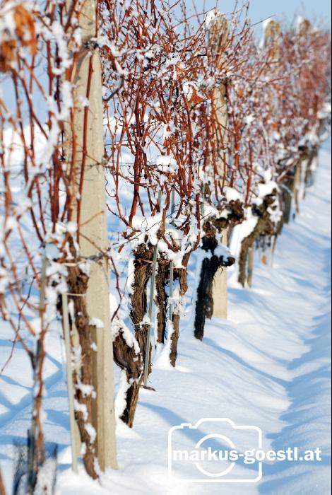 Weingarten_Winter7