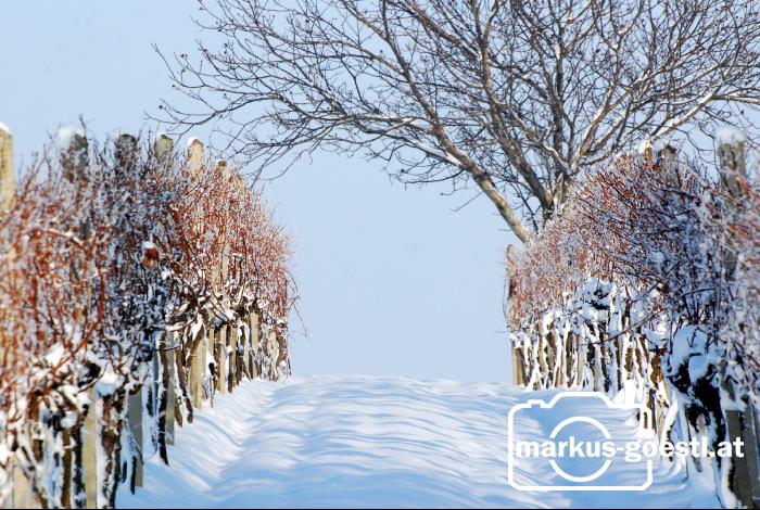 Weingarten_Winter4