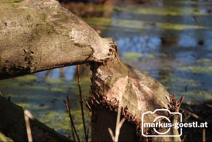 Schaden_durch_Biber2