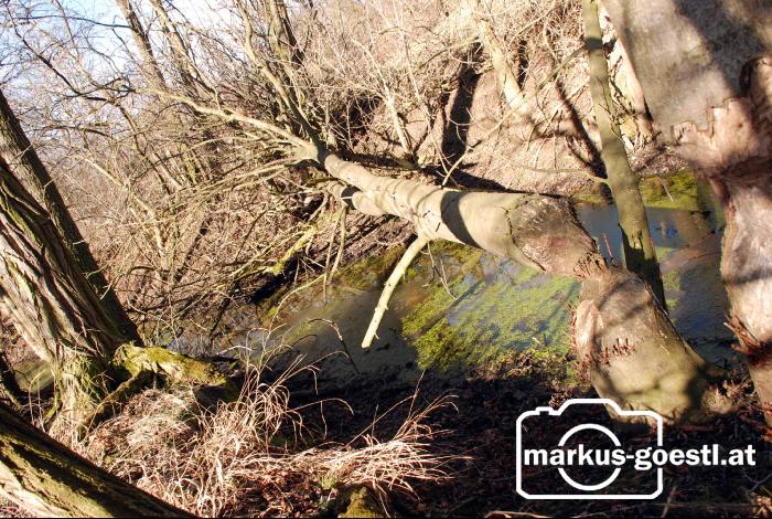 Schaden_durch_Biber1