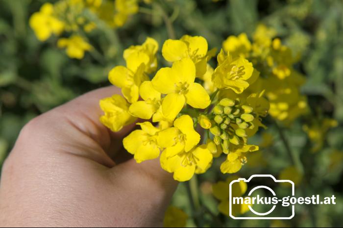 Rapsblüte2