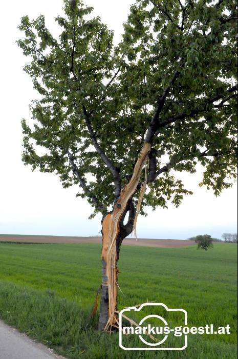 Blitzeinschlag_Baum