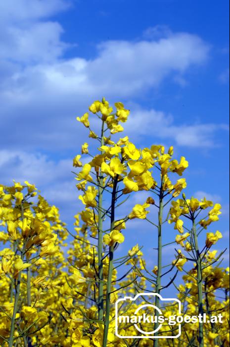 Rapsblüte1