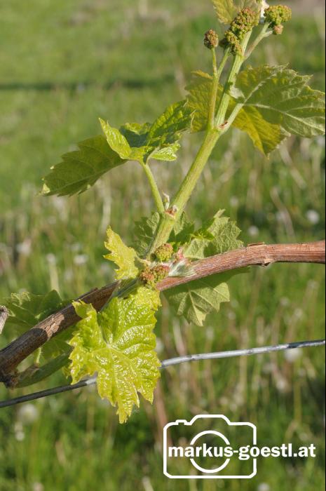 Weinrebe2