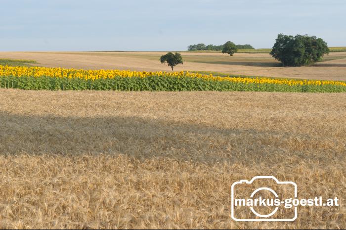 Sommerlandschaft