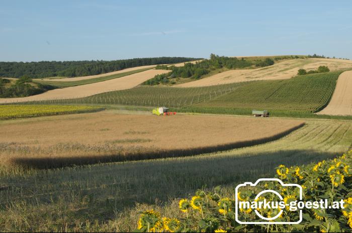 Rapsdrusch5
