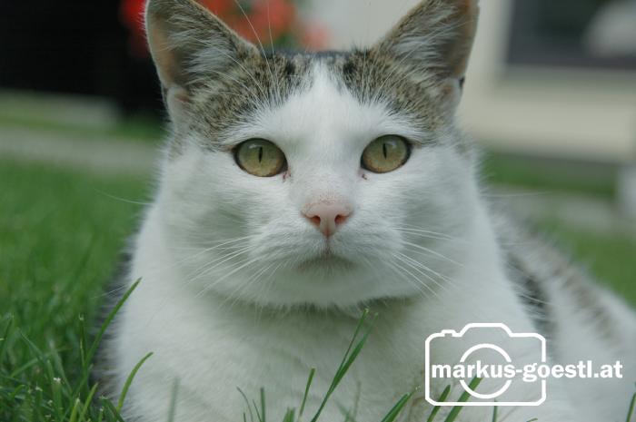 Katze3