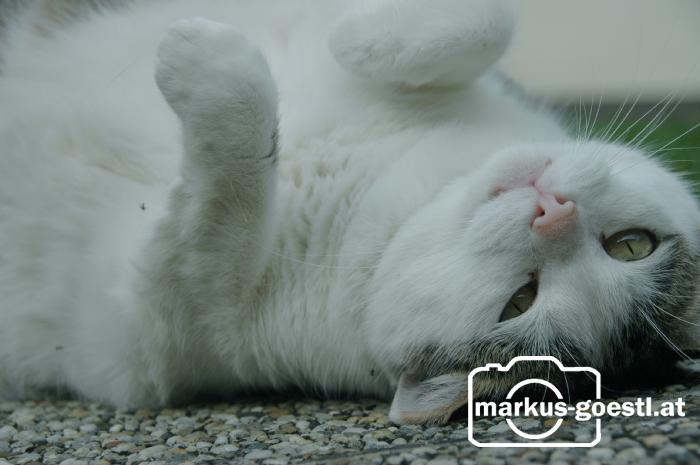 Katze1