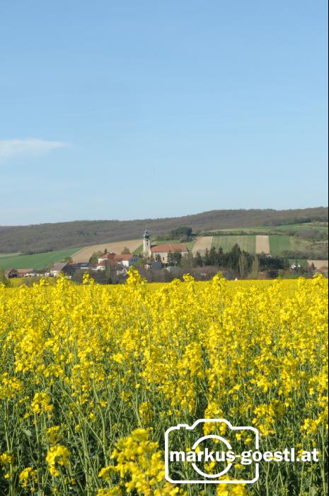 Rapsfeld Kirche Gnadendorf