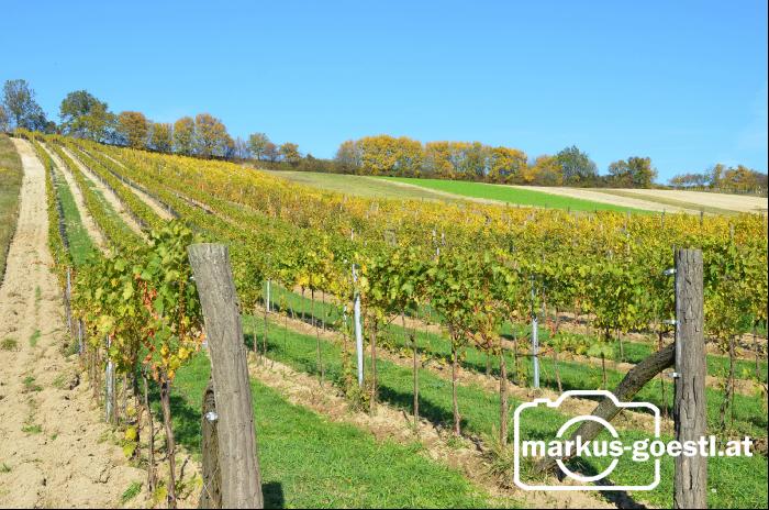 Weingarten_Herbstlaub2