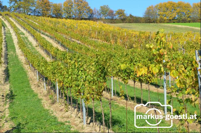 Weingarten_Herbstlaub1