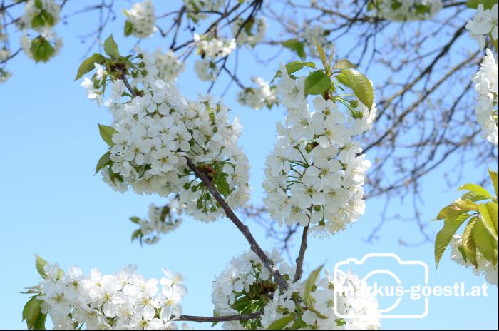 Blüten4