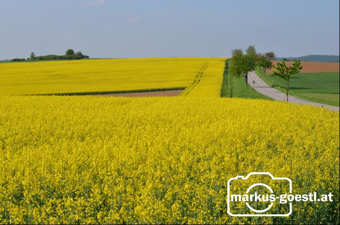 Landschaft Rapsblüte6