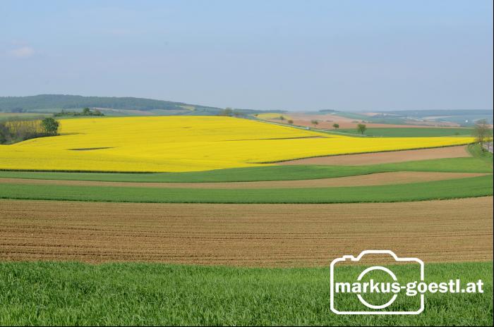 Landschaft Rapsblüte5