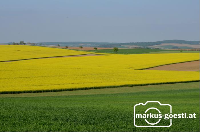 Landschaft Rapsblüte4