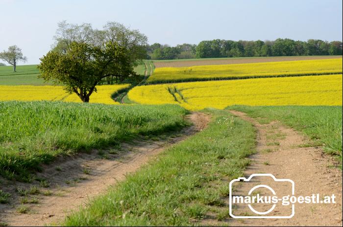 Landschaft Rapsblüte2