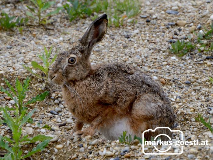 Hase