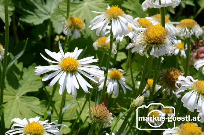 Gartenblumen1