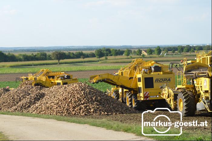 Rübenernte_Bodenablage1