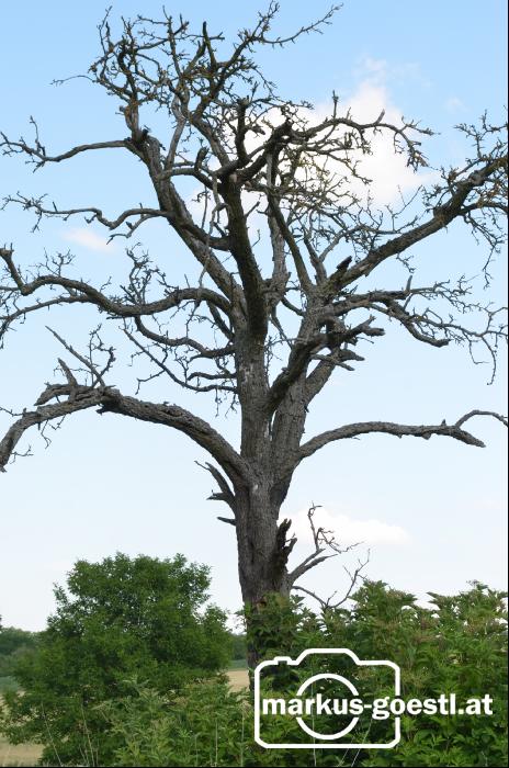 abgestorbener Baum