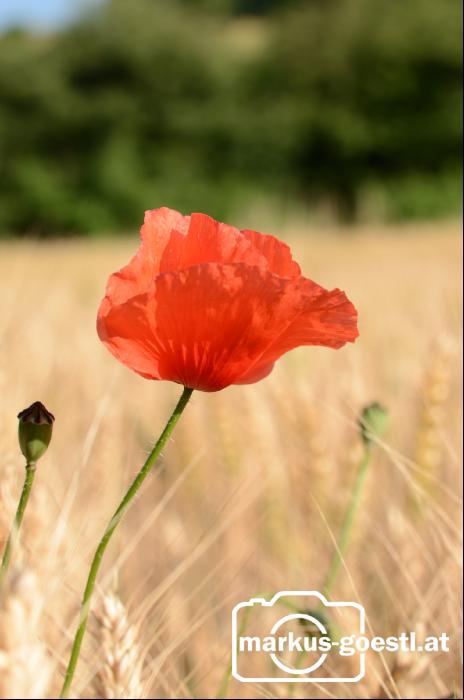 Klatschmohn_Getreidefeld2