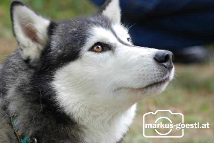 Husky
