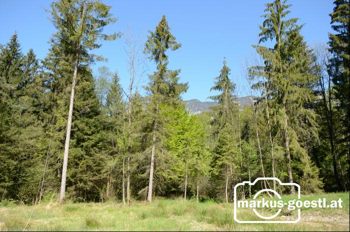 Wald5