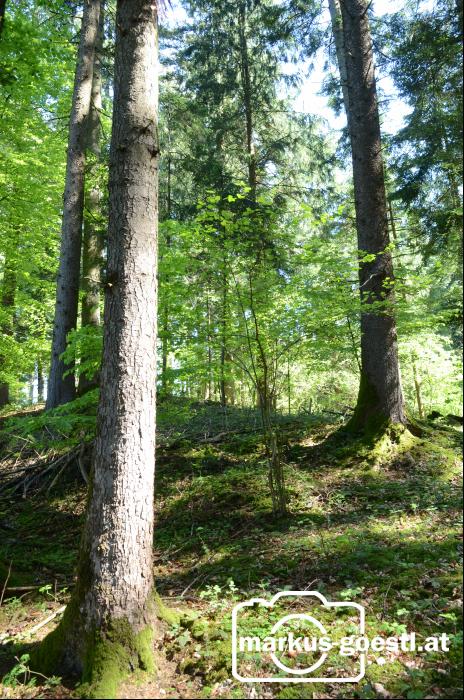 Wald2