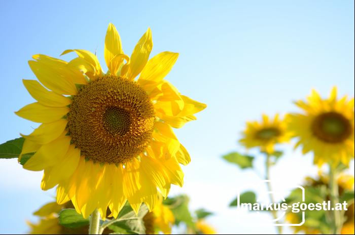 Sonnenblume