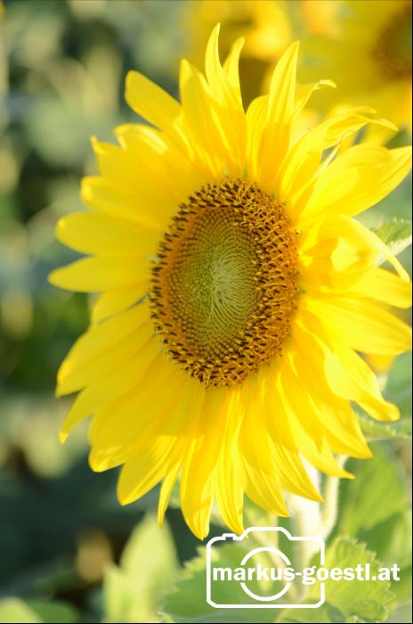 Sonnenblume