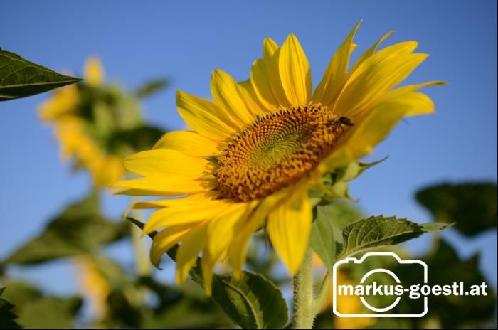 Sonnenblume