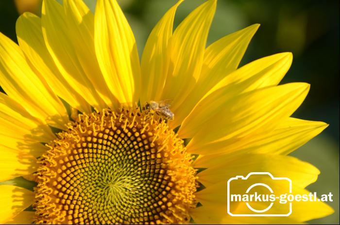 Sonnenblume