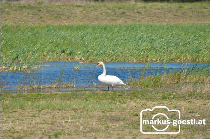 Schwan