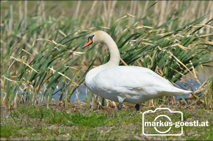 Schwan