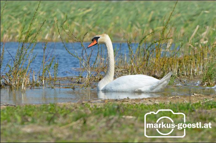 Schwan