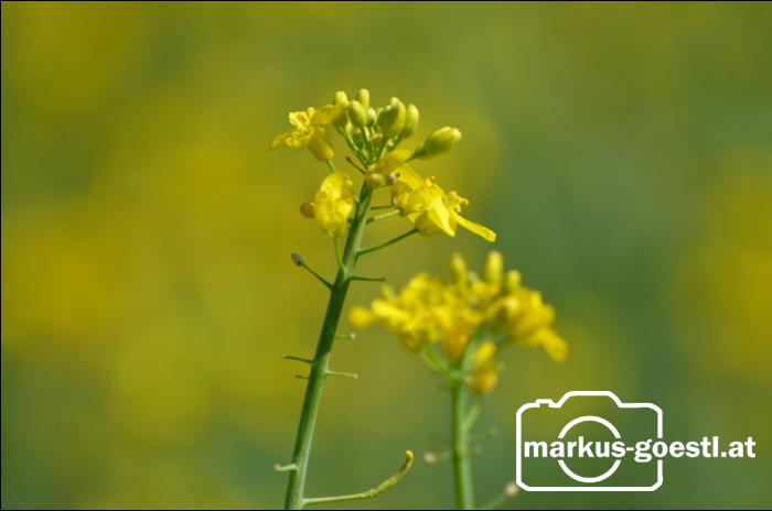 Rapsblüte