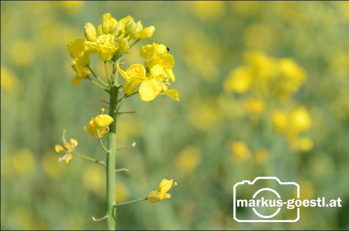 Rapsblüte