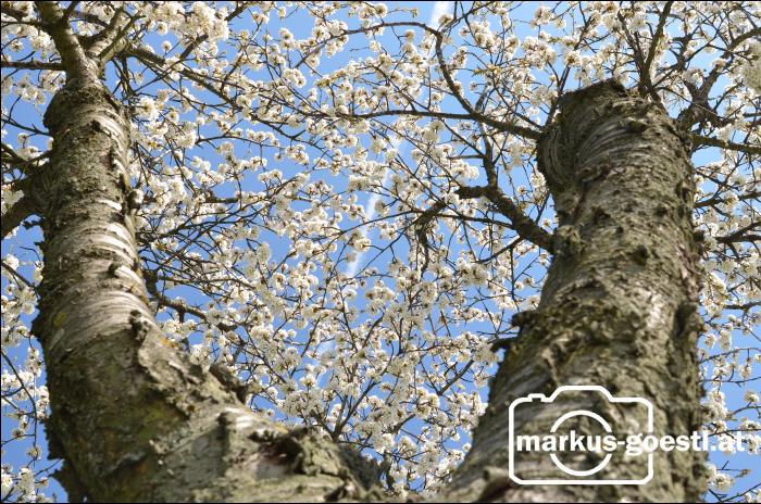 Blick hinauf in den Baum2
