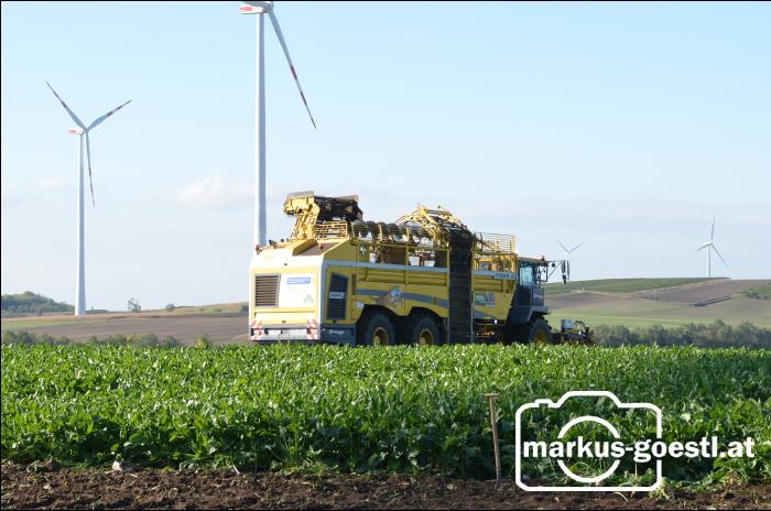 Zuckerrübenernte